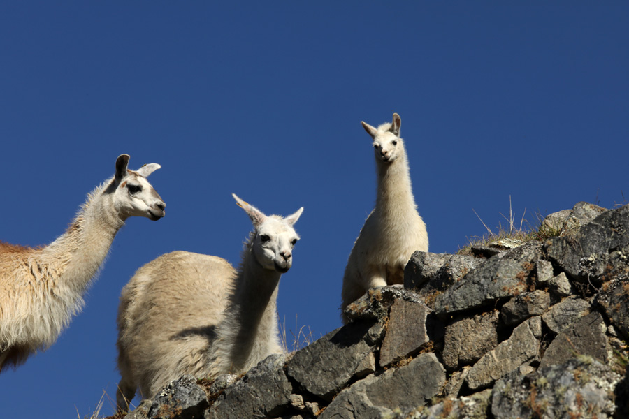 Nat Geo Expeditions - Tierra Sagrada Incas - Three llamas