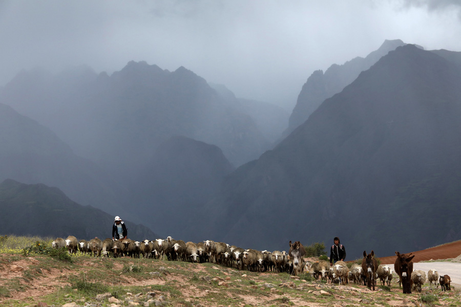 Splendors of the Land of the Inca - Sheeps in the mountains