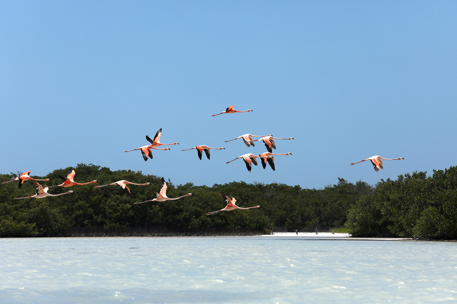 Flying pink flamingos at Yucatan